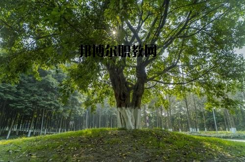 四川檔案學(xué)校2020年報名條件、招生要求、招生對象
